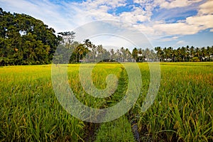 Bali landscape. Rice paddies, palm trees, blue sky with white clouds. Scenic panoramic view. Green rice fields. Farming concept.