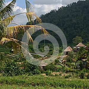 Bali landscape Sidemen