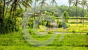 Bali landscape with verdant green rice field