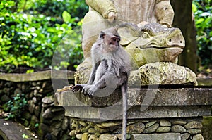 Bali. Mokey Forest