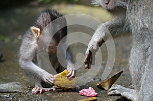 Bali monkeys