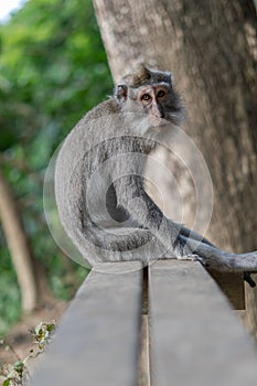 Bali Monkeys at monkey forest