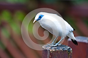 Bali myna photo