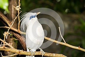 Bali Myna