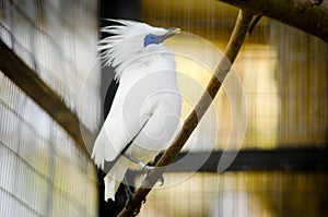 The Bali myna, also known as Rothschild`s mynah, Bali starling, or Bali mynah, locally known as jalak Bali