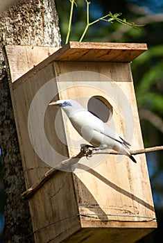 The Bali myna, also known as Rothschild`s mynah, Bali starling, or Bali mynah, locally known as jalak Bali