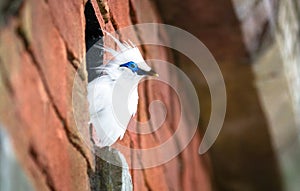 Bali myna bird Leucopsar rothschildi photo