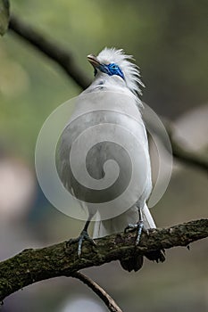 Bali myna bird in the branch