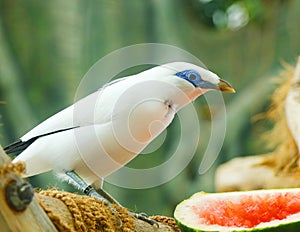 The Bali Myna bird Leucopsar rothschildi, also known as Rothschild`s Mynah, Bali Starling, or Bali Mynah