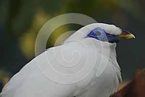 The Bali Myna bird Leucopsar rothschildi, also known as Rothschild`s Mynah, Bali Starling, or Bali Mynah