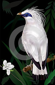 Bali Myna Leucopsar rothschildi