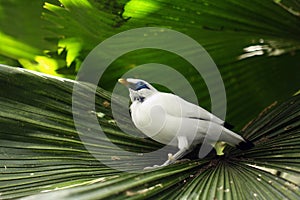 The Bali myna Leucopsar rothschildi, also known as Rothschild`s mynah, Bali starling, or Bali mynah, locally known as jalak Bal photo