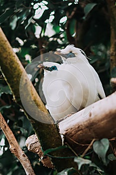 The Bali myna, Leucopsar rothschildi, also known as Rothschild`s mynah, Bali starling photo