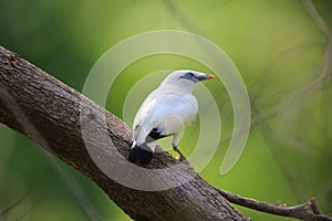 Bali Myna