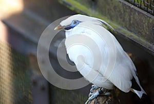 Bali myna