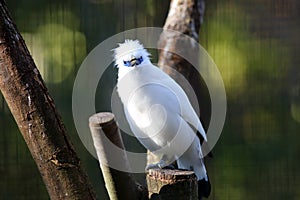 Bali myna