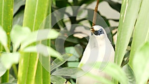 Bali myna in tropical rainforest. Exotic extraordinary indonesian endemic wild starling bird in green lush foliage