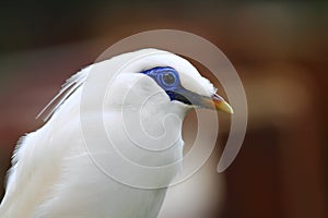 Bali Mynah