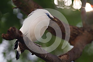 Bali Mynah