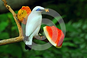 Bali mynah