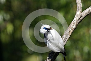 Bali Mynah