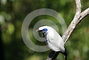 Bali Mynah