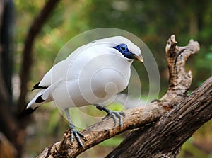 Bali Mynah