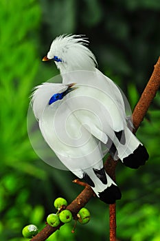 Bali mynah birds