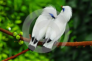 Bali mynah birds photo