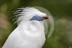 Bali Mynah