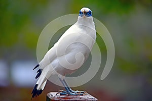 Bali mynah