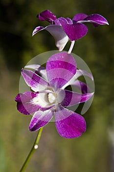 Bali orchid photo