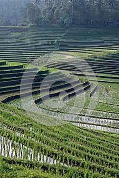 Bali paddy fields