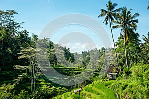 Bali Paddy fields and Palm Trees
