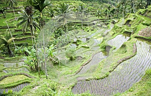 Bali rice field