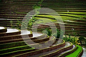 Bali Rice Field photo