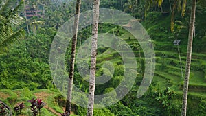 Bali rice field terraces in jungle, beautiful Tegallalang Ubud rice terraces