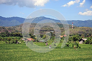 Bali Rice Fields in Bali, Indonesia