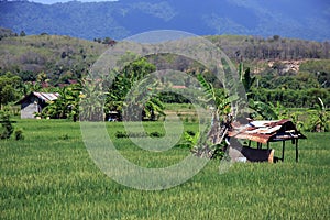 Bali Rice Fields in Bali, Indonesia