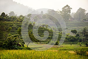 Bali Rice Fields