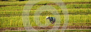 Bali Rice Fields Farmer