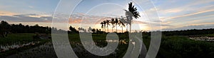 Bali Rice fields Sunset