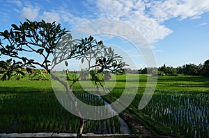 Bali rice fields and tree