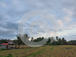 bali rice fields at ubud village