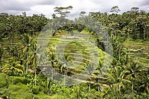 Bali Rice Paddies In Terraces photo