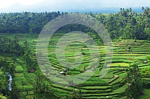 Bali rice terraces