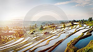 Bali Rice Terraces.