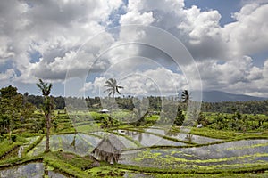 Bali Rice Terraces. The beautiful and dramatic rice fields. A tr