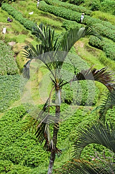 Bali rice terraces, Indonesia