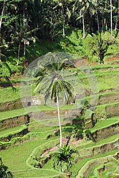 Bali rice terraces, Indonesia